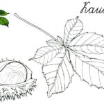 raskraska-listiev-1 (18)
