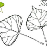 raskraska-listiev-1 (20)