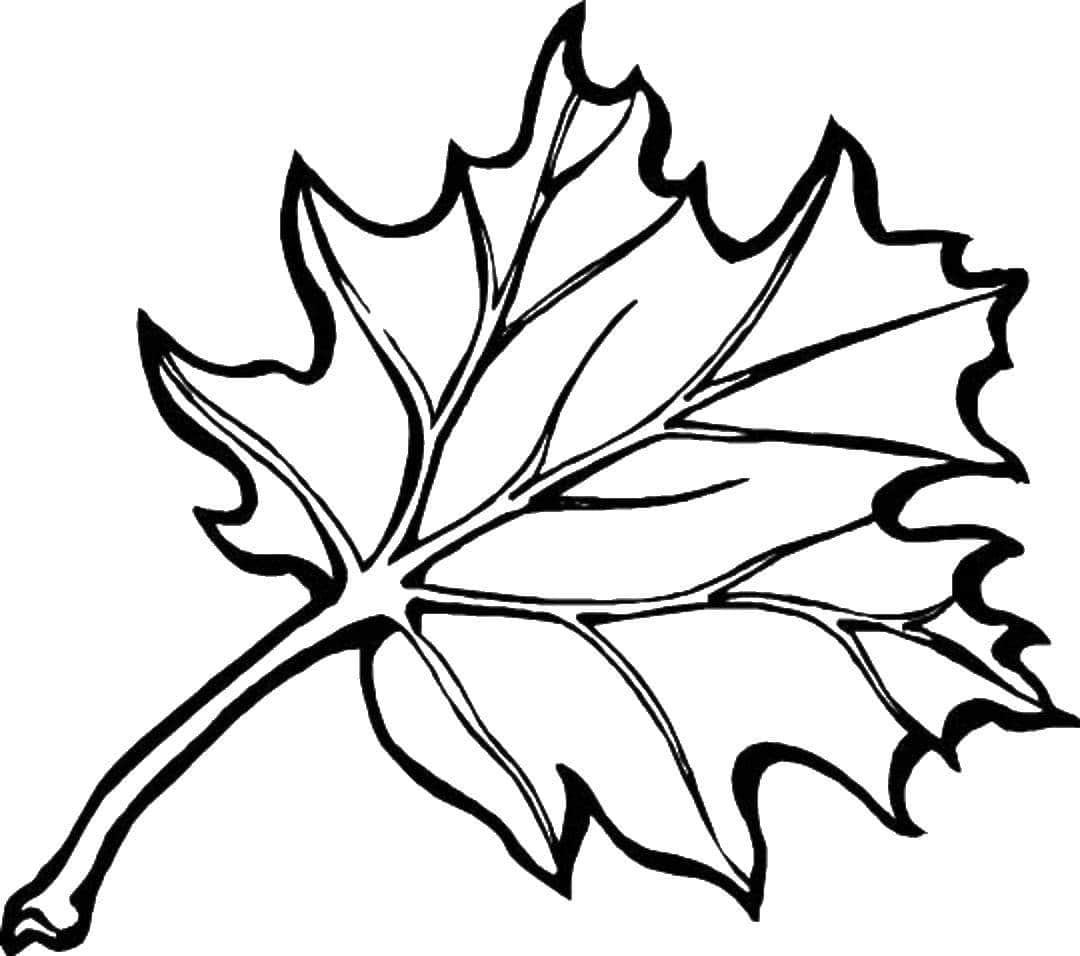 Leaf Coloring Pages   20 Autumn Pictures for Free Printing