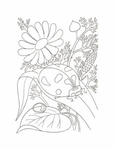 Dibujos de Insectos para Colorear
