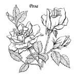 raskraska-tsvety (25)