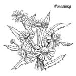 raskraska-tsvety (28)