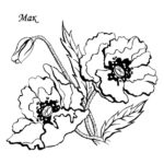 raskraska-tsvety (30)