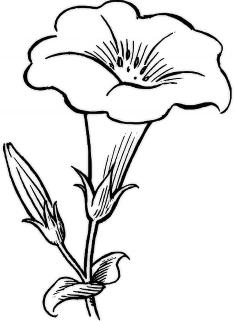 Desenhos de Flores para colorir - 80 imagens para impressão gratuita