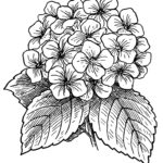 raskraska-tsvety (46)