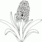 raskraska-tsvety (59)