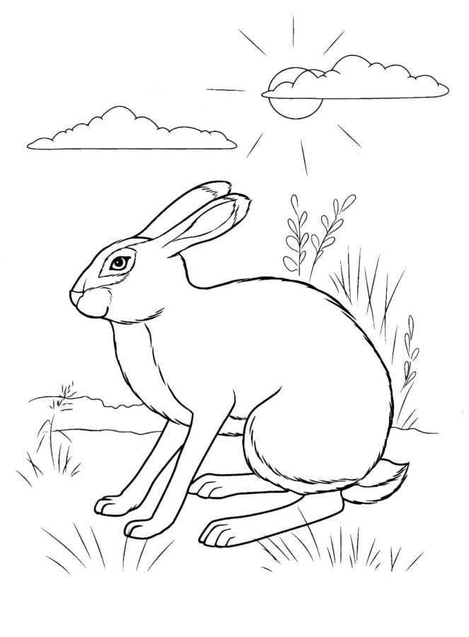 Desenhos de Lebre para Colorir