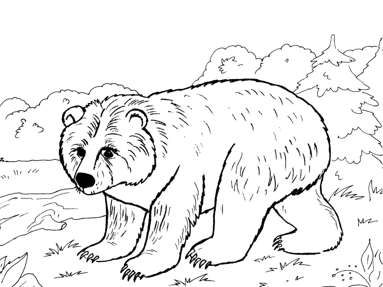 Animals Coloring Pages. Download or Print for Children, 100 images