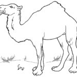 Previous Attachment