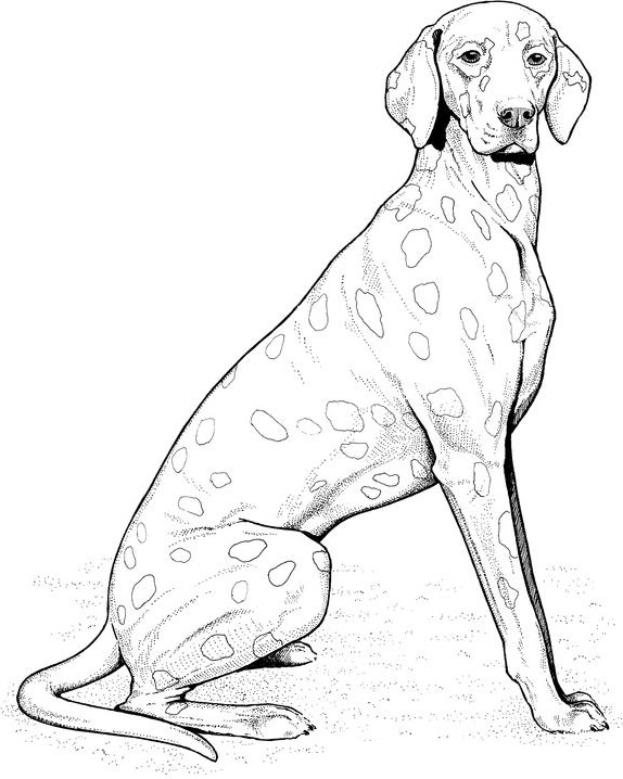 Dog Coloring Pages